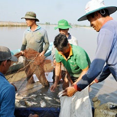 Rộn ràng thu hoạch cá ruộng